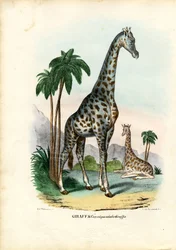 Giraffe, 1863-79
